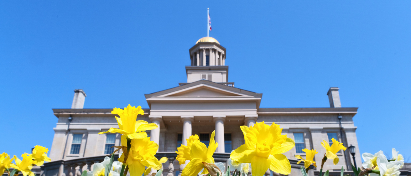 Old Capitol building in spring of 2022 with daffodils in forefront